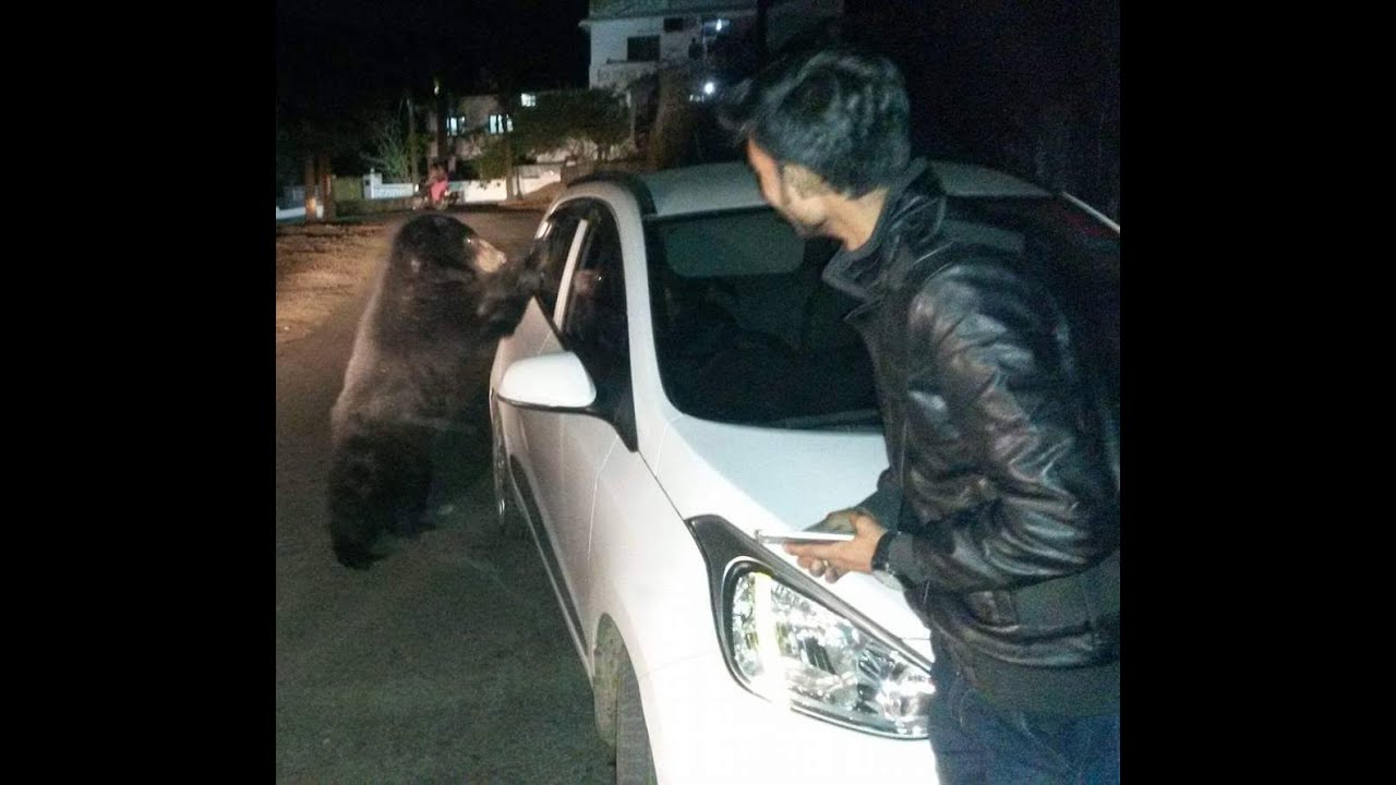 Sloth Bear at Mount Abu bear in the winter!!!!!!!!!!!!!!!!!!