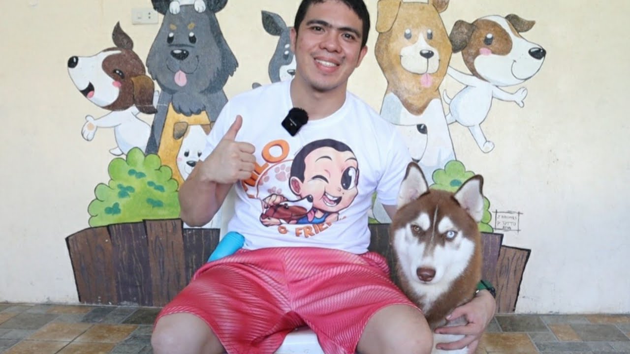 SIBERIAN HUSKY BA ANG ASO MO? PANUORIN MO TO