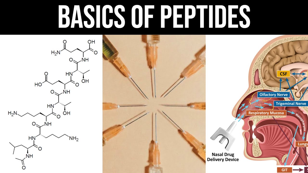 Understanding the Basics of Peptides