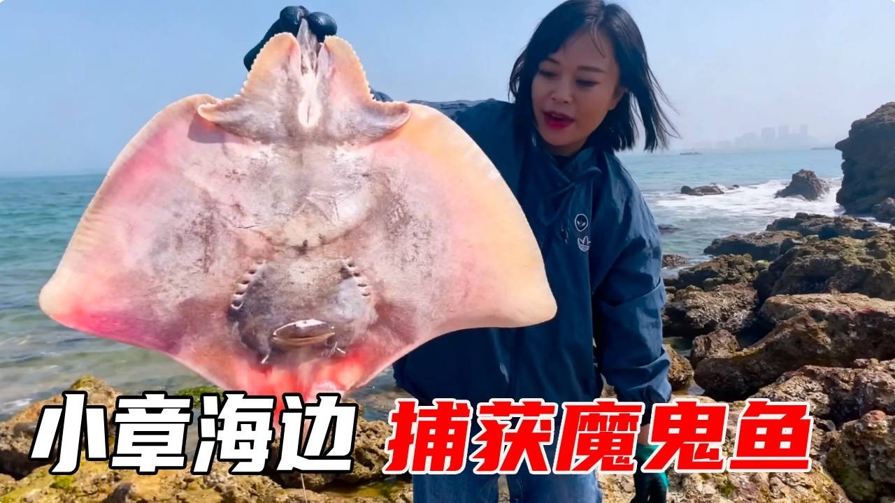 小章赶海遇 “风浪福利”！岸边大鱼扎堆，徒手抓得超过瘾，漂亮魔鬼鱼堆成小堆【赶海小章官方频道】