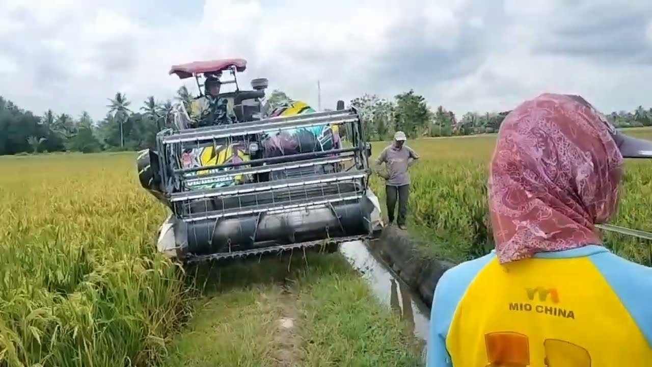 proses penyebrangan(gombet) bibir sungai sampai ancur. #petani #wongtani #petanimuda #peranindobesia