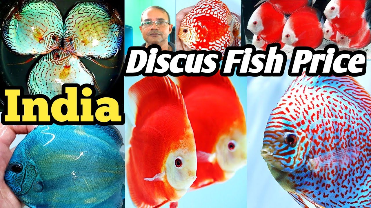Discus Fish price | Aquarium Fish price in Galiff Street Market | Discus fish tank