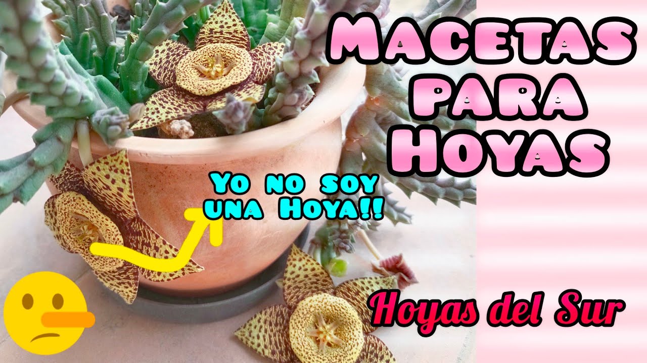 MACETAS PARA HOYAS. Flor de Cera, Clepia, Nácar. Hoya pots.