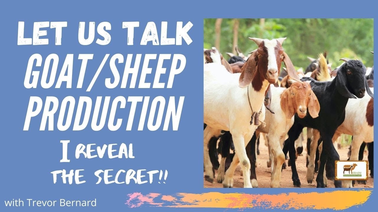 LET'S REVEAL GOAT & SHEEP PRODUCTION and COMPARE with COW  || With Mr.Bernard-SRAJM