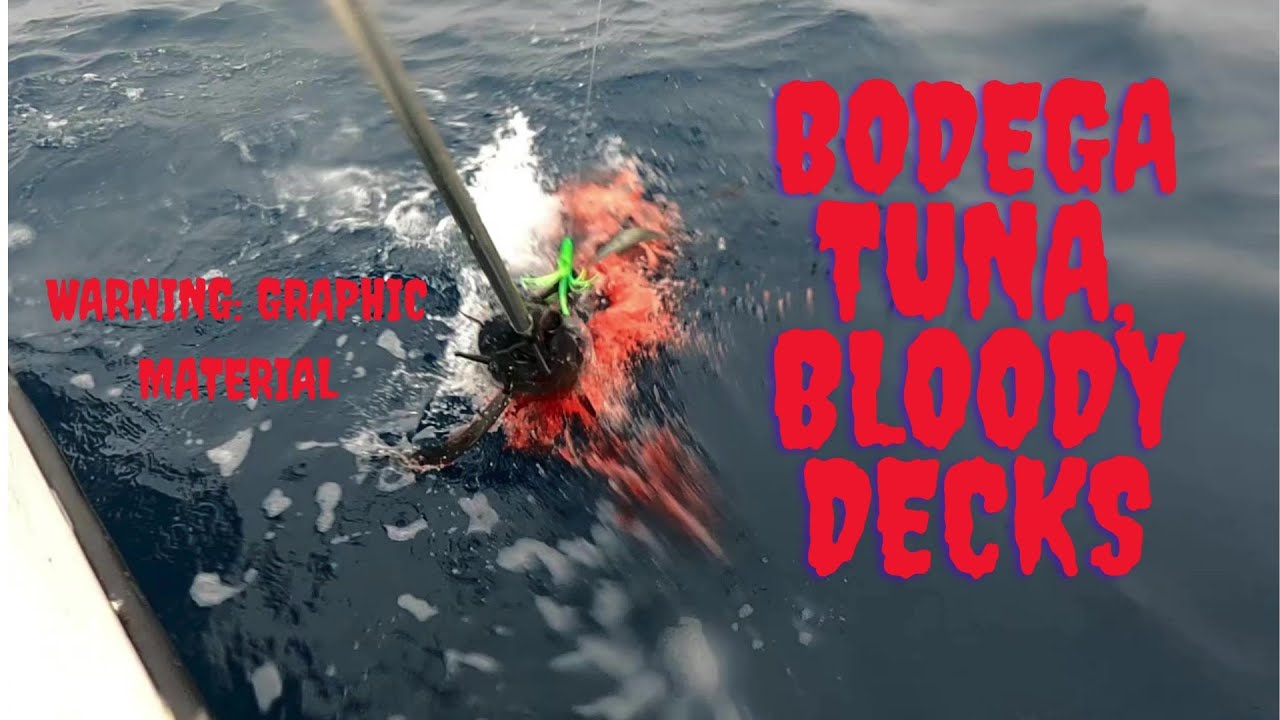 Tuna Fishing Bodega, Bloody Decks!