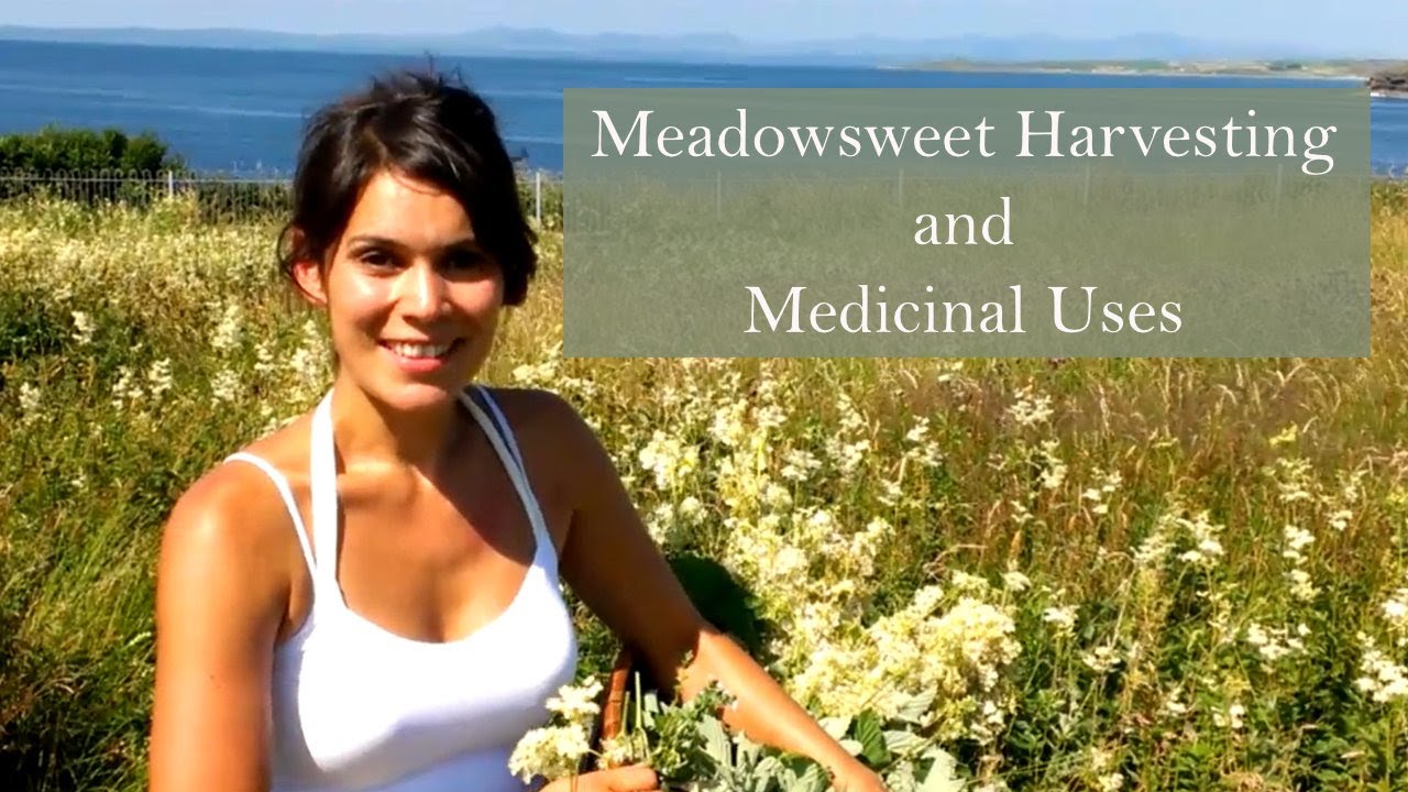Harvesting Meadowsweet (Filipendula ulmaria) to make herbal remedies