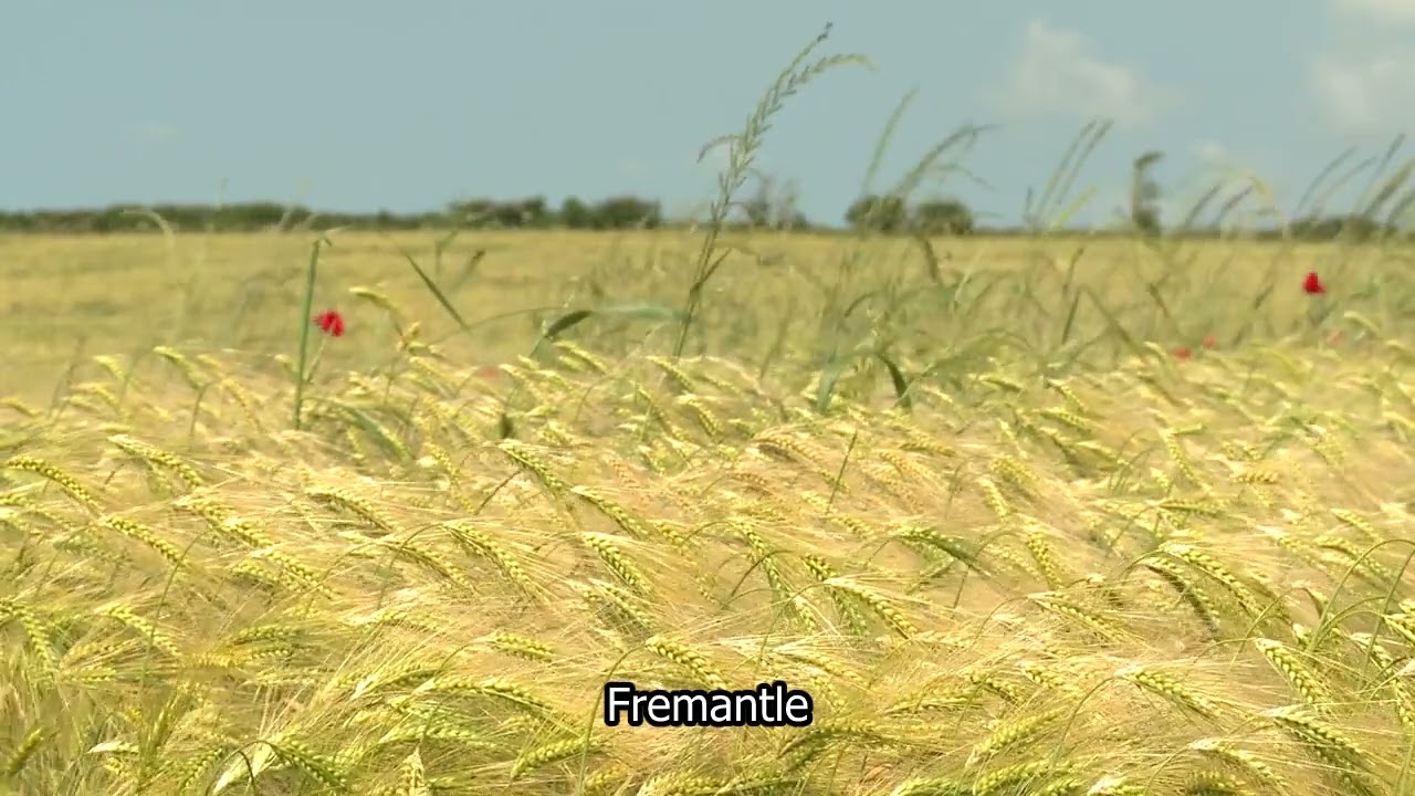 HD Stock Footage | Crops wafting in the breeze | Farming | Crops | Calm | Wessex | E15R35 011