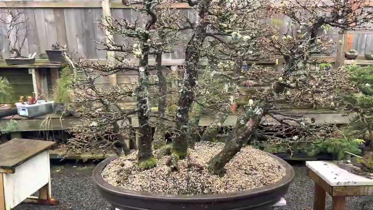 Japanese Larch Bonsai forest planting