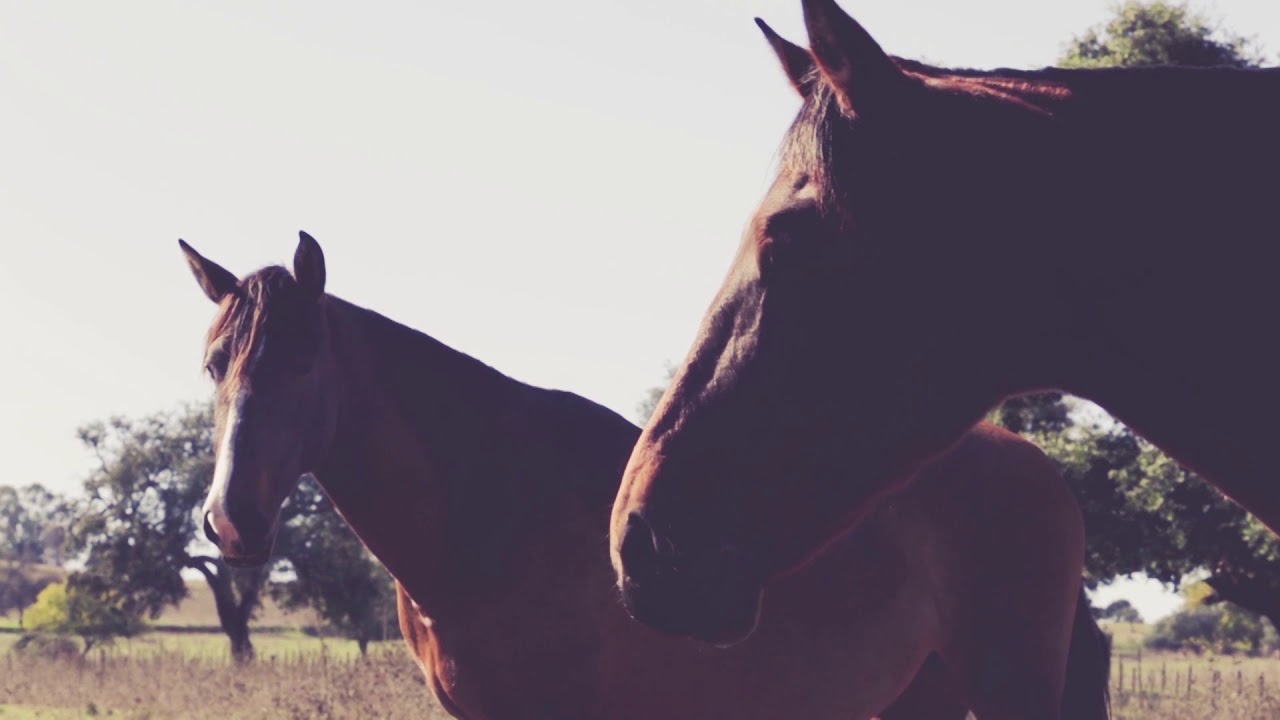 Paco Candela - Tu No Eres Caballista (Lyric Video Oficial)