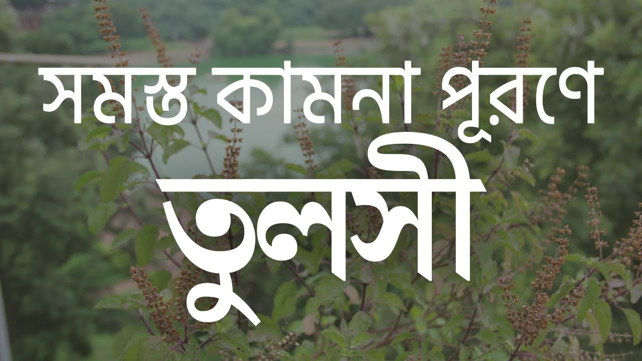 সমস্ত কামনা পূরণে তুলসী | Sibsankar Bharati | Tulsi | Tusli Pata | Tulsi Gach