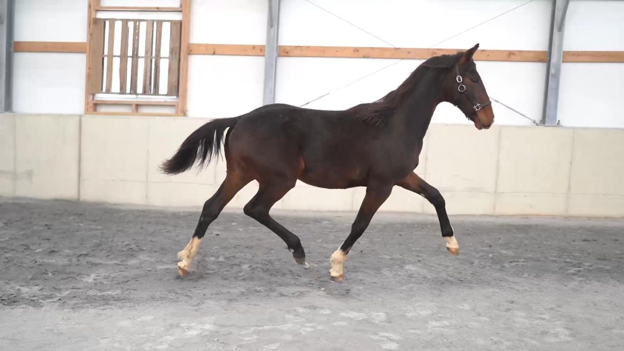 2025 KWPN colt by Gaudi SSF (Totilas) x Gotinke - Victor