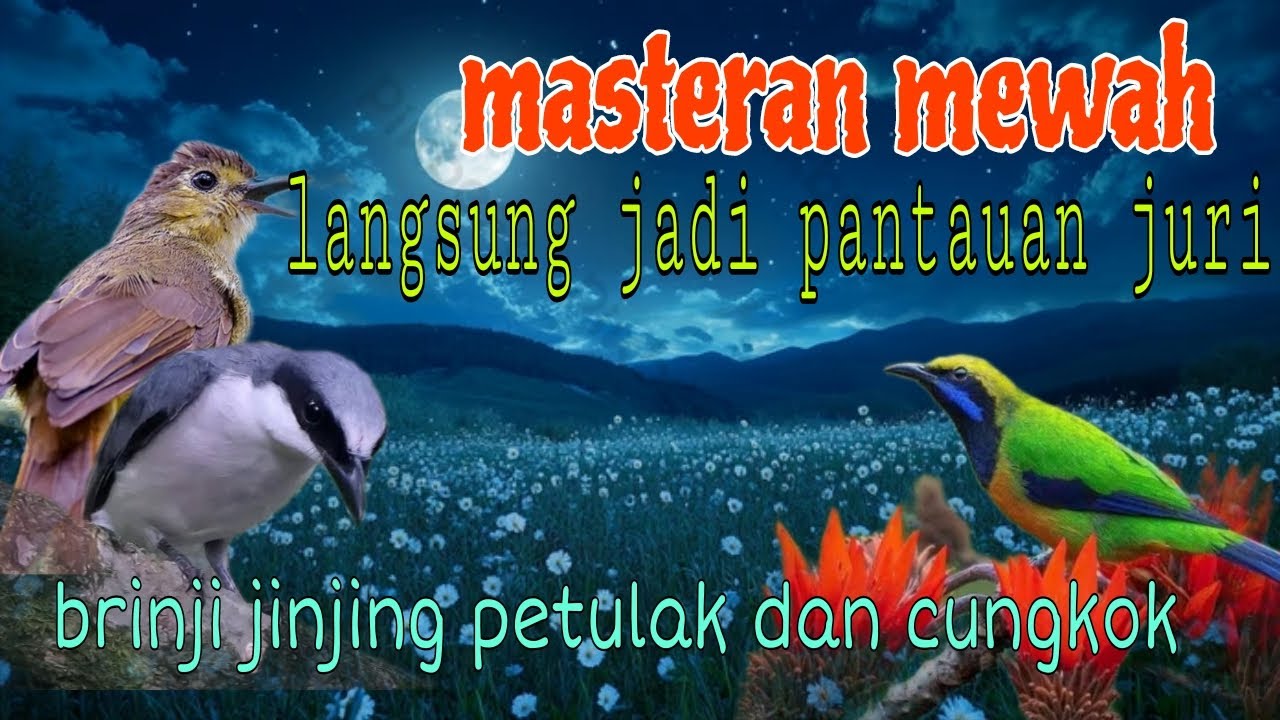 Masteran mewah langsung jadi pantauan juri 🔥🔥