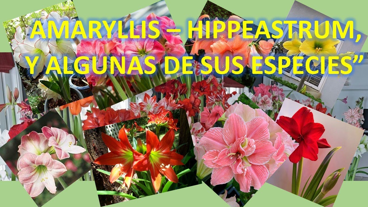 AMARYLLIS HIPPEASTRUM, 47 VARIEDADES.