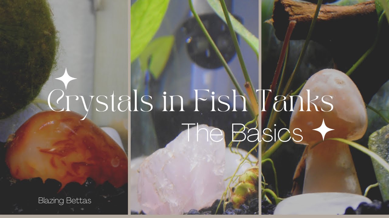 Crystals in Fish Tanks - Basic Info | Blazing Bettas