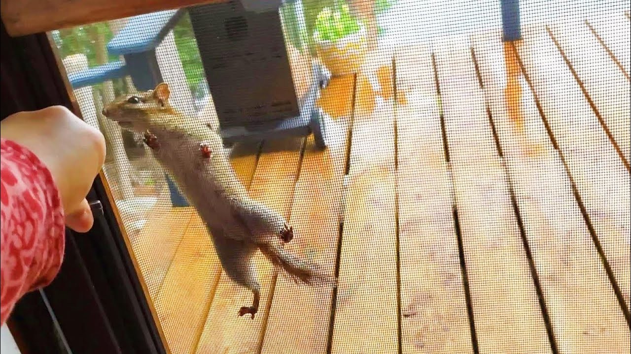 문짝에 매달려 빨리 문 열라고 소리치는 다람쥐 쳐키 Chipmunk Chucky Hangs On The Door And Shouts Out To Open
