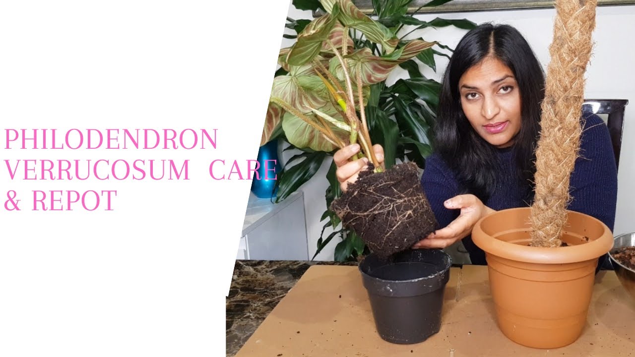 Philodendron  Verrucosum Care & Repotting