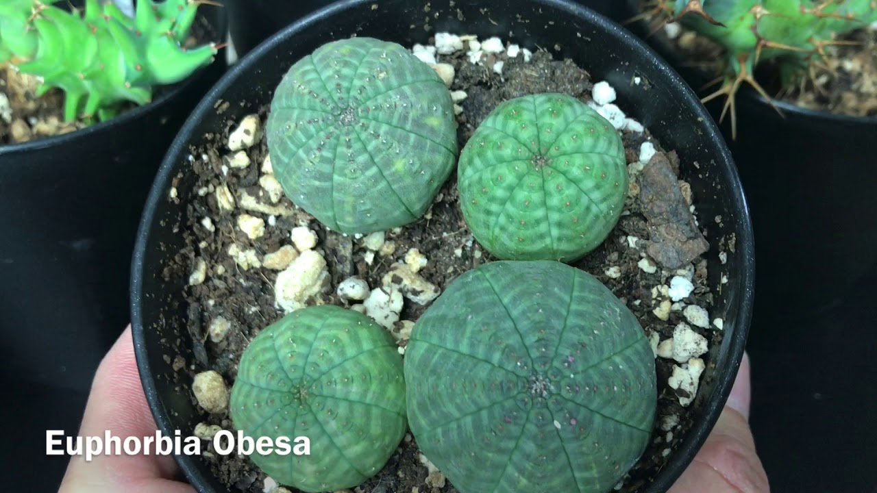 Euophorbia Collection Update October 2019