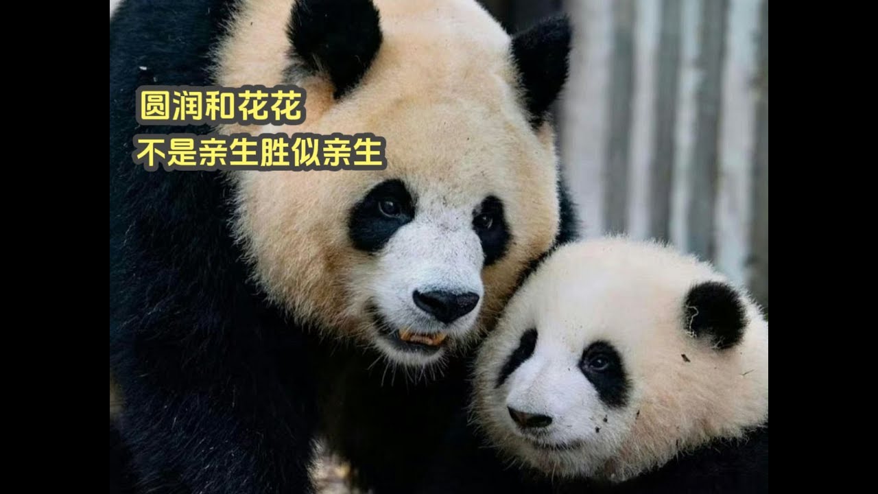 huahua yuanrun panda大熊猫园润和花花，不是亲生胜似亲生，她一直都爱着花花