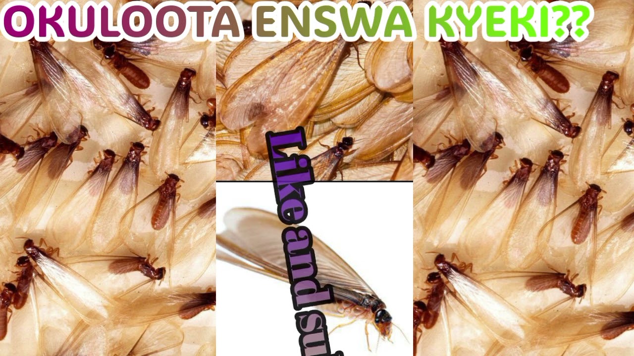 𝗢𝗸𝘂𝗹𝗼𝗼𝘁𝗮 𝗲𝗻𝘀𝘄𝗮 𝗸𝘆𝗲𝗸𝗶