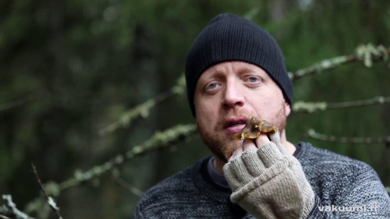 Suppilovahvero: näin löydät tämän metsän aarteen