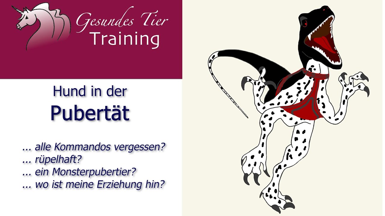 Hundetraining - Junghunde Teil 2 - Pubert&auml;t, zwischen 6. Monat und 12. Monat