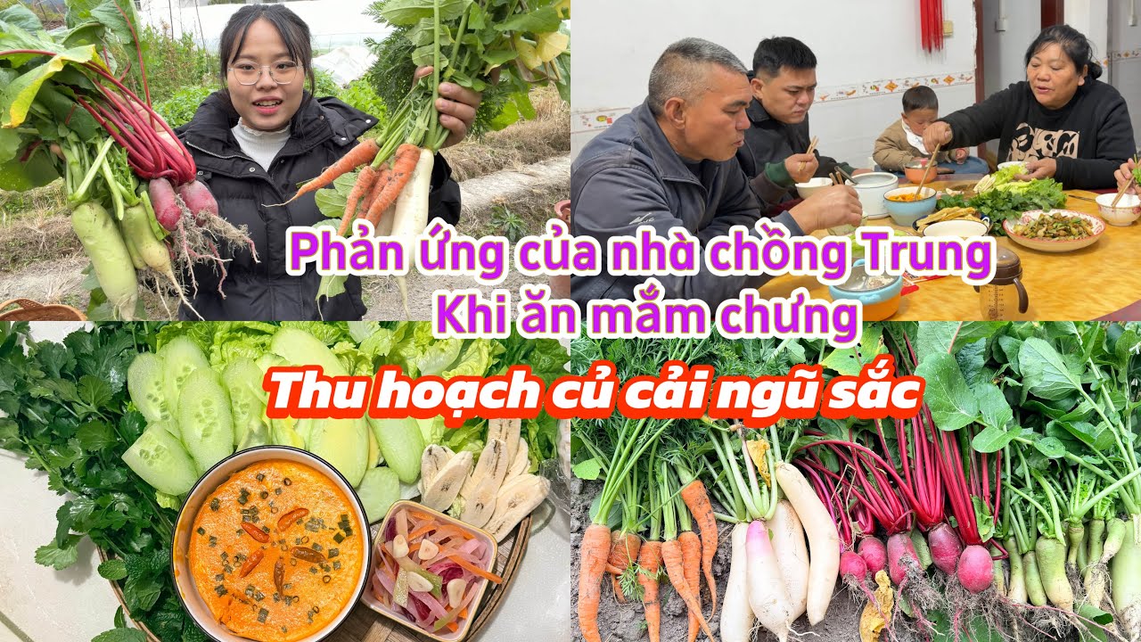 347 🥖 Phản ứng của nhà chồng Trung khi ăn mắm chưng, thu hoạch củ cải ngũ sắc!