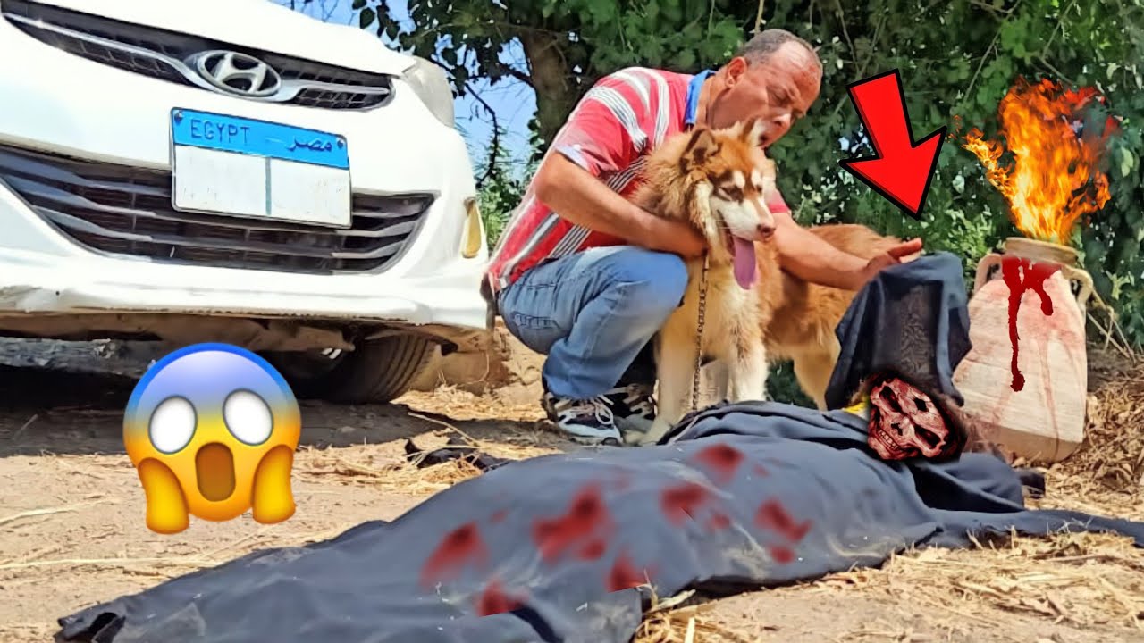 الست المجنونة اختفت لما خبطتها بالعربية واتحولت ل جن !