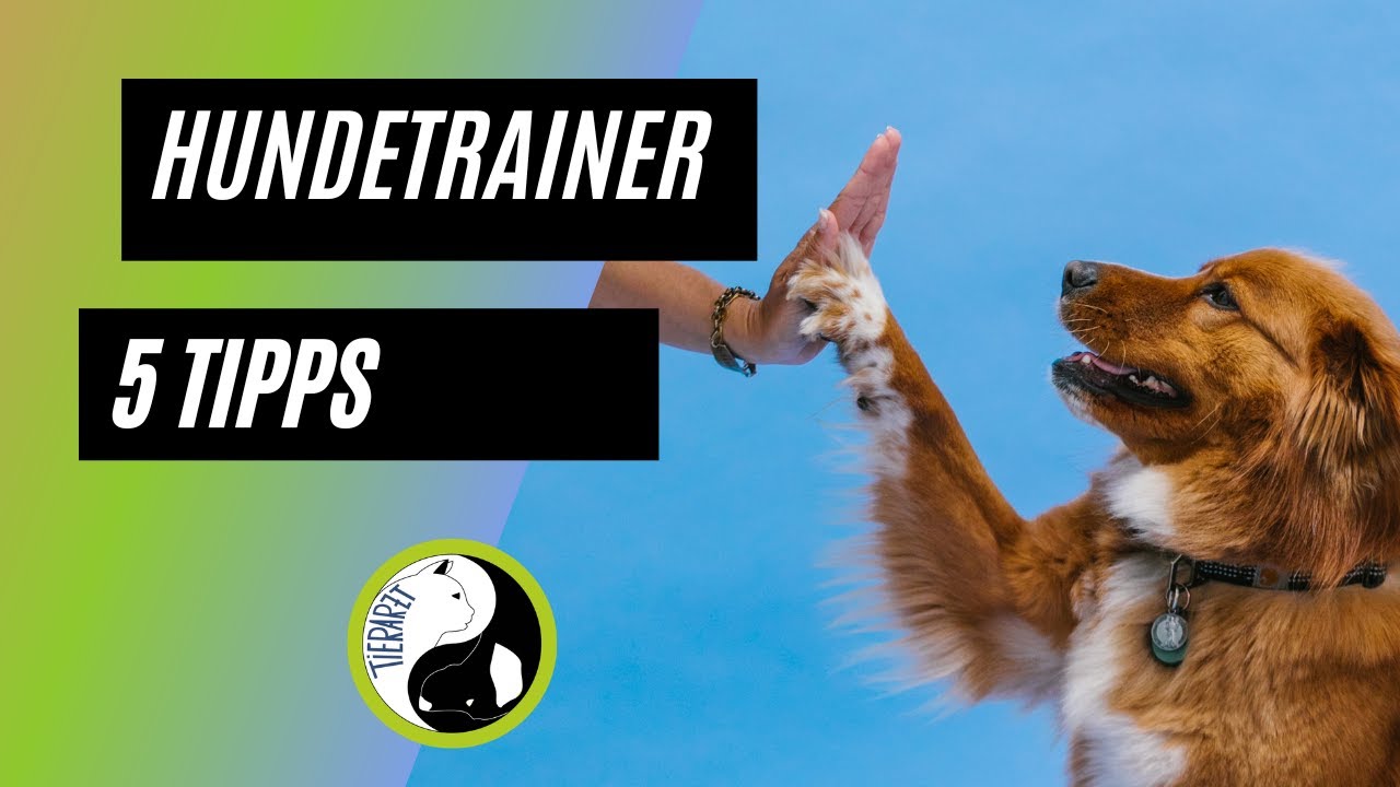 5 Tipps für gute Hundetrainer