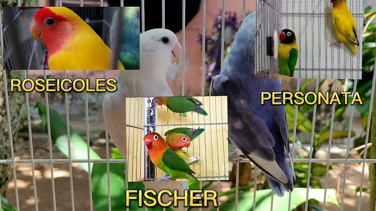 Como identificar as 3 espécies mais comuns de Agapornis
