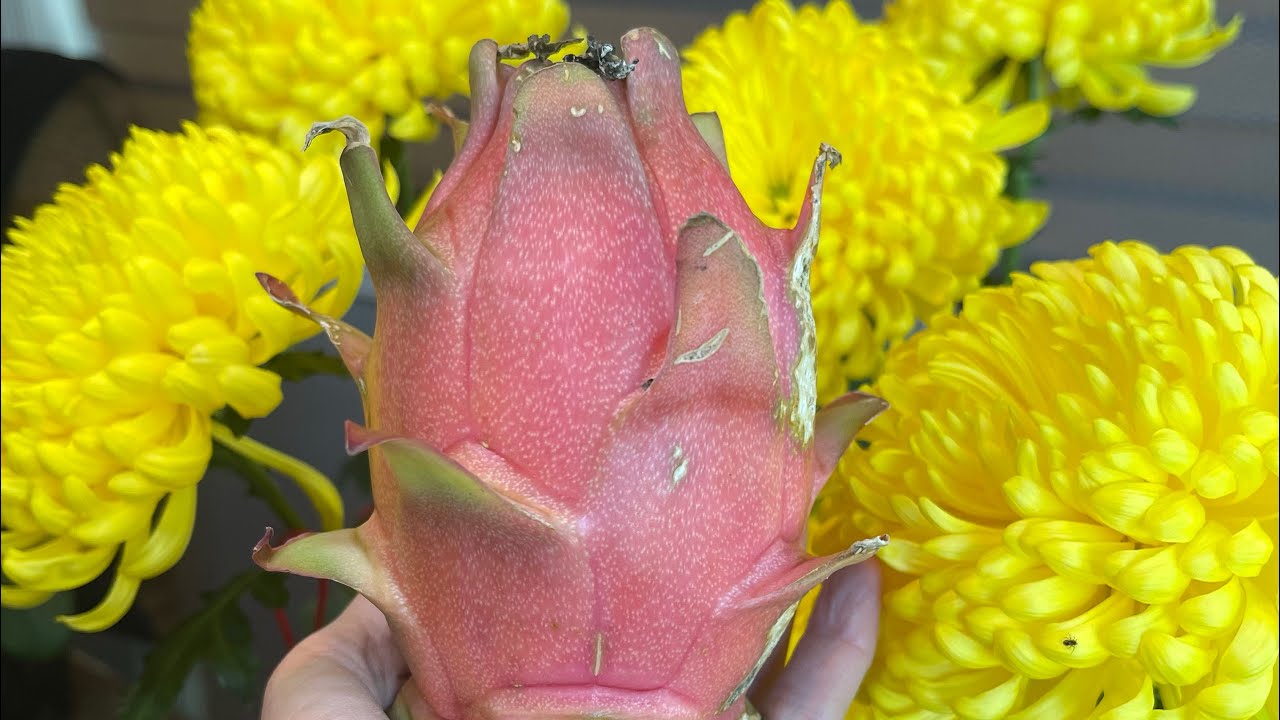 Giant Orange Dragon Fruit Winter Fruit Taste Test Review 2023