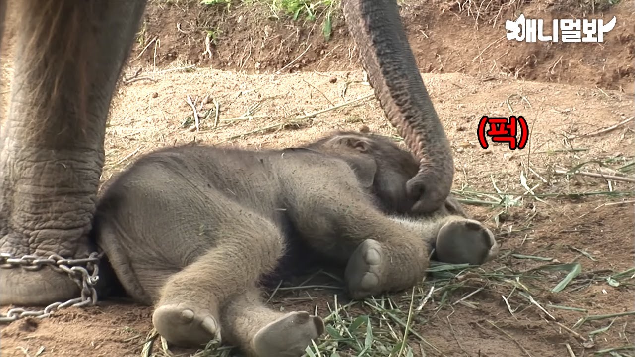 🐘 Смотрите, как слон мама будит своего слоненка * LIT *