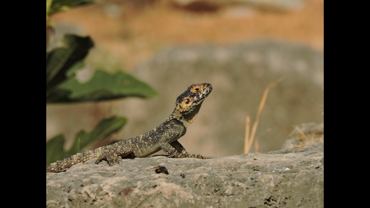 Herping Kos, June 2024