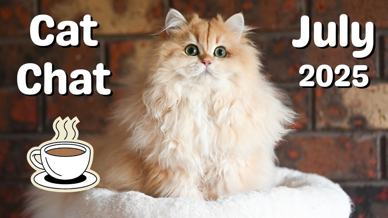 Ragdoll Cats and Golden British Longhair Kittens Updates from our Cattery