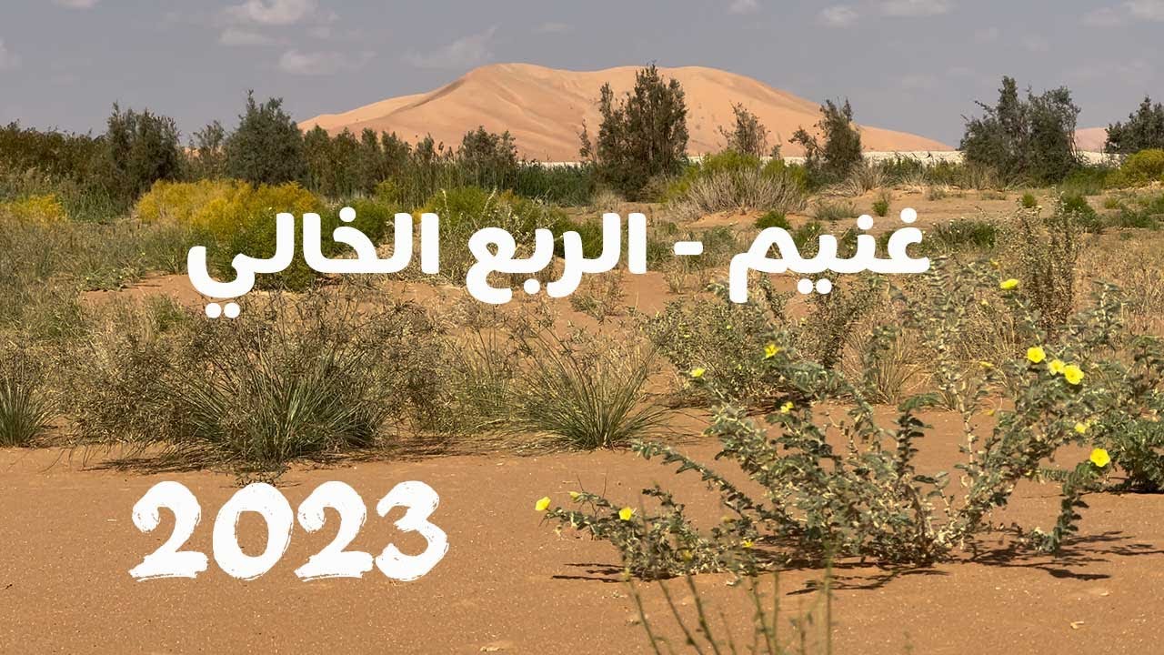 رمال غنيم في الربع الخالي تعود للحياة بعد 20 سنة من الجفاف | Rub Al-khali 2023