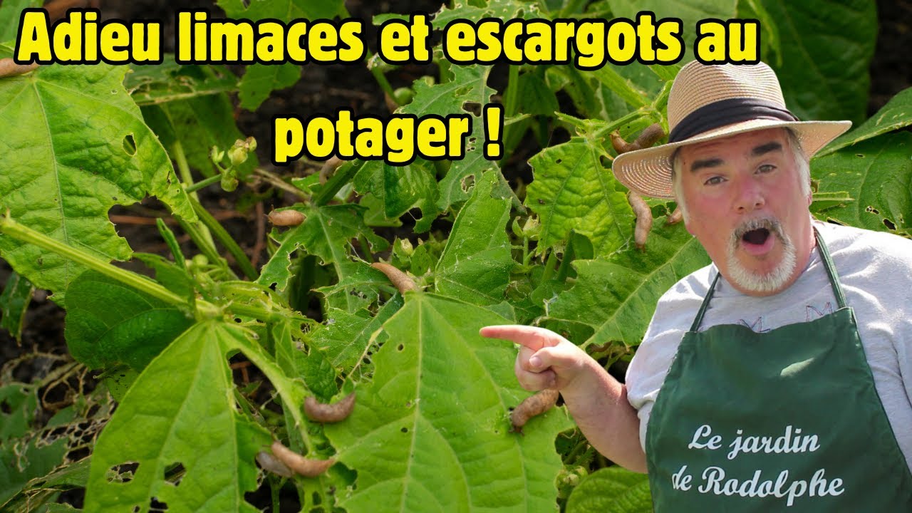 Comment se débarrasser des limaces et escargots au potager ? Toutes mes astuces efficaces !