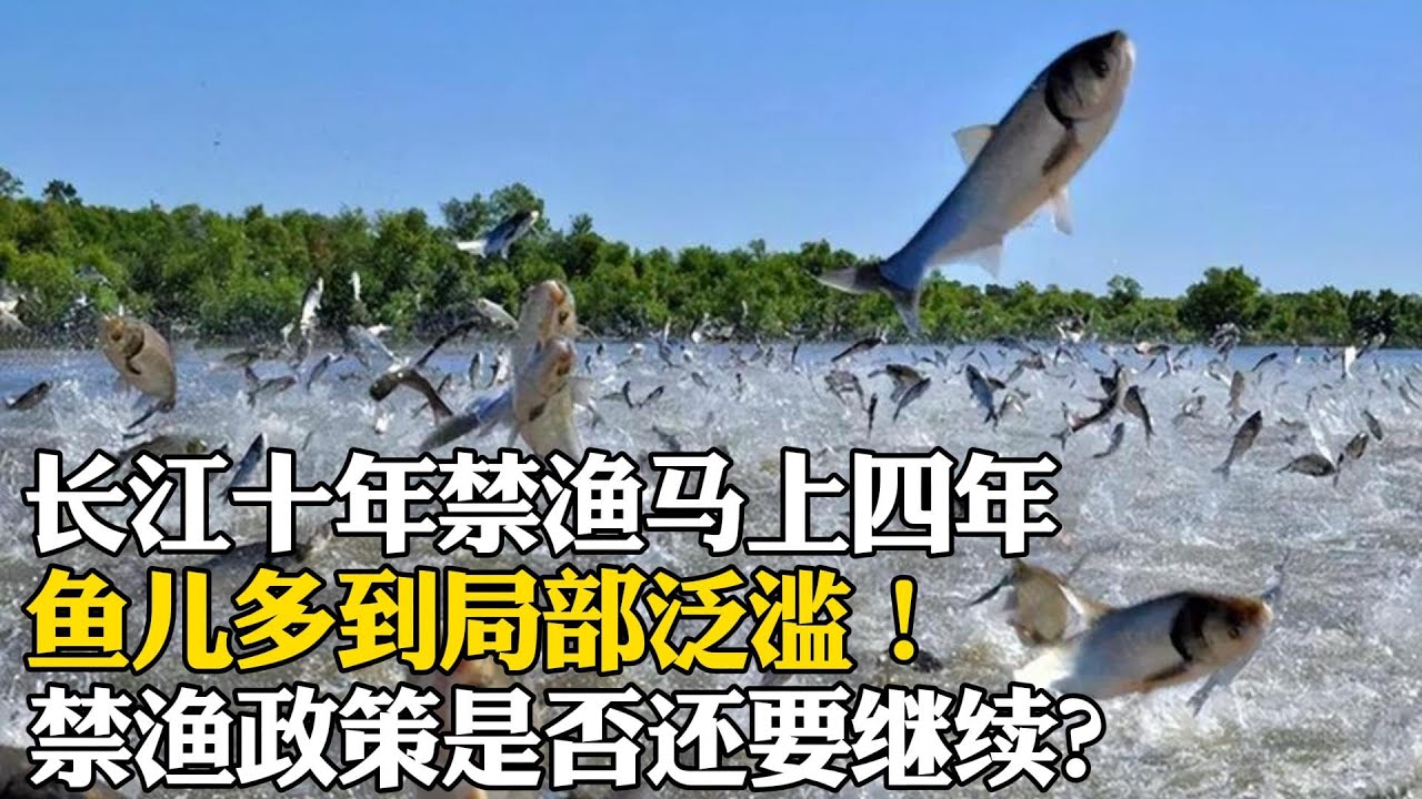 長江十年禁漁馬上四年，魚兒多到局部氾濫！禁漁政策是否還要繼續？