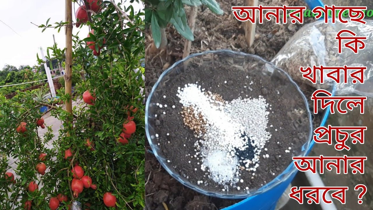 আনার গাছের পরিচর্যা ৷ রাসায়নিক সার ও জৈব সার কত টুকু কি পরিমানে দিলে প্রচুর আনার ধরবে !!!