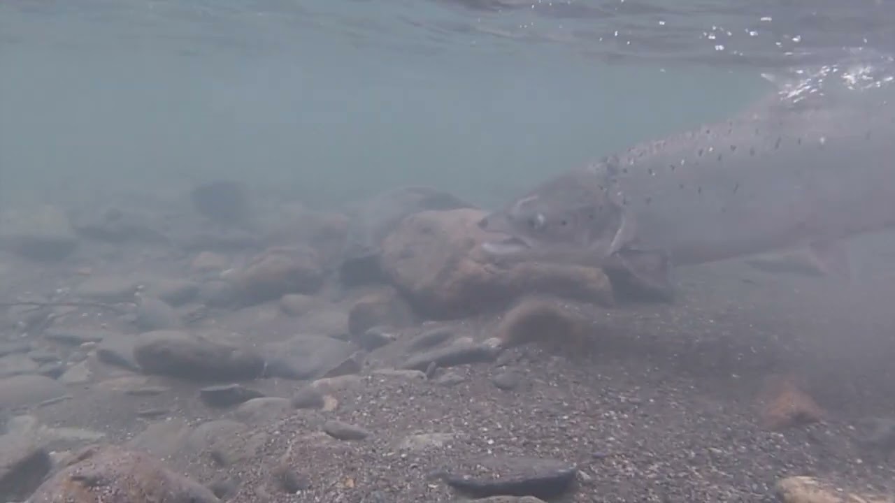 Atlantic salmon fly fishing in Norway 2021  / Neidenelva / Lakselva / Beiarelva / Saltdalselva part2