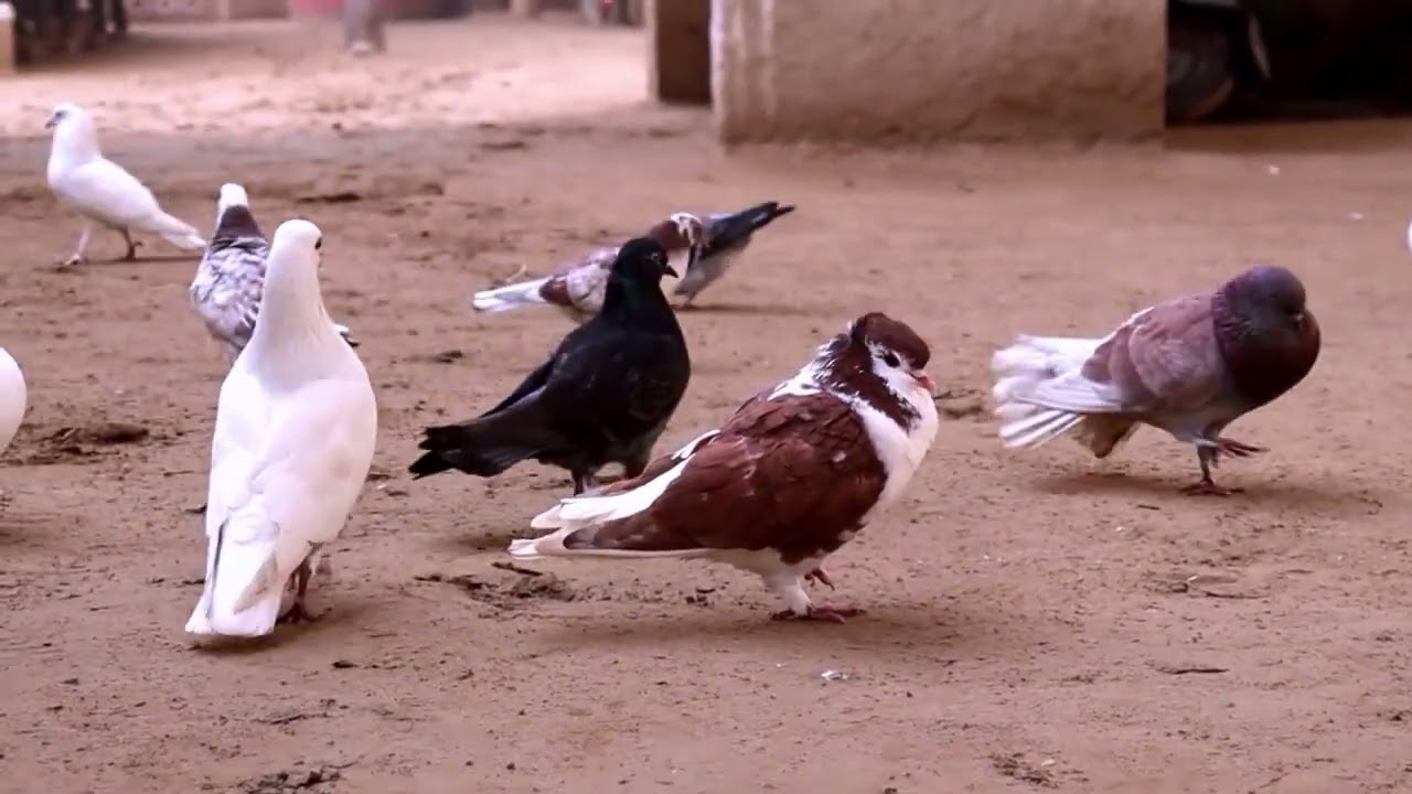Cute Pigeon | Pigeon Compilation