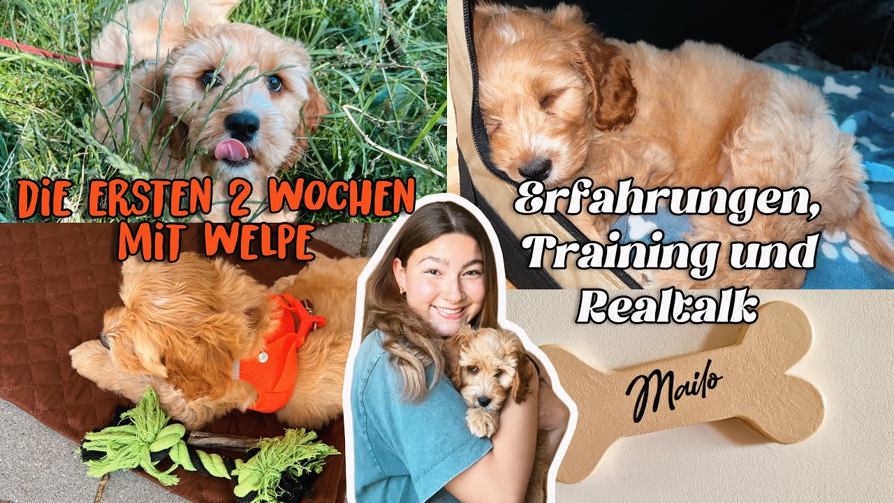 Die ersten 2 Wochen mit Welpe | Erfahrungen, Training und Realtalk | by melliescameraroll