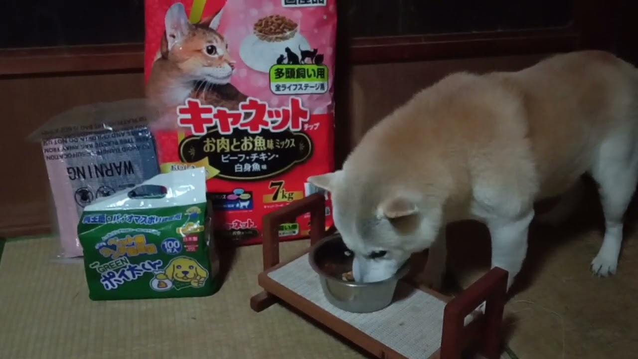 プレゼントありがとうございます！ #フクちゃん #柴犬