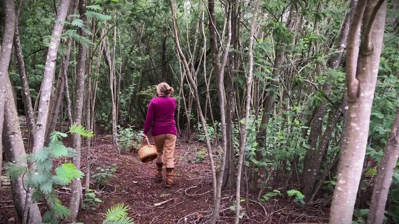 Foraging Mushrooms and Autumn Tasks