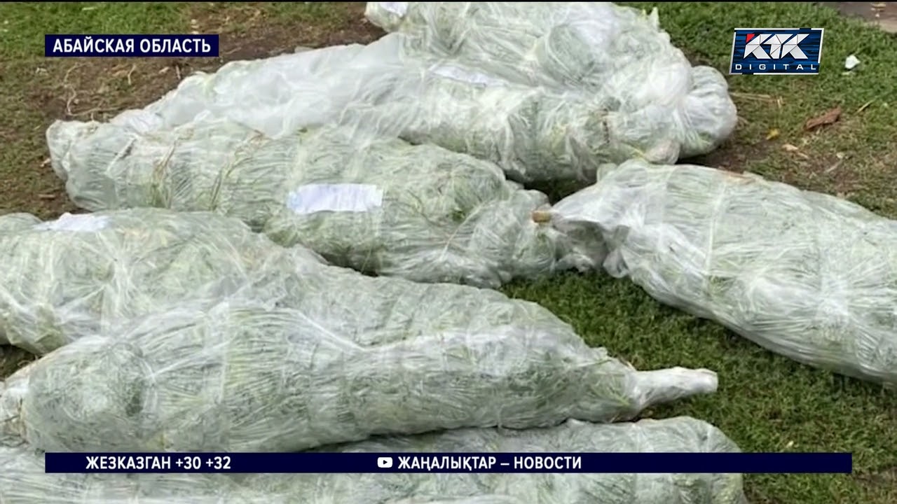 У наркоторговцев в Абайской области изъято более 100 кг марихуаны