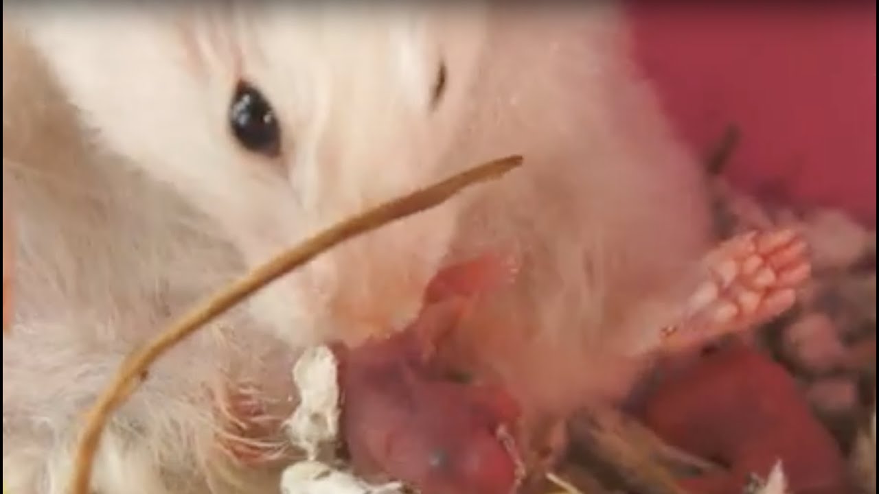 HAMSTERS - El parto del hámster. Nacimiento de las crías de hámster