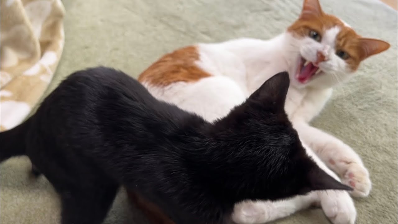 温厚な先輩猫が怒った！仔猫は何をした！？
