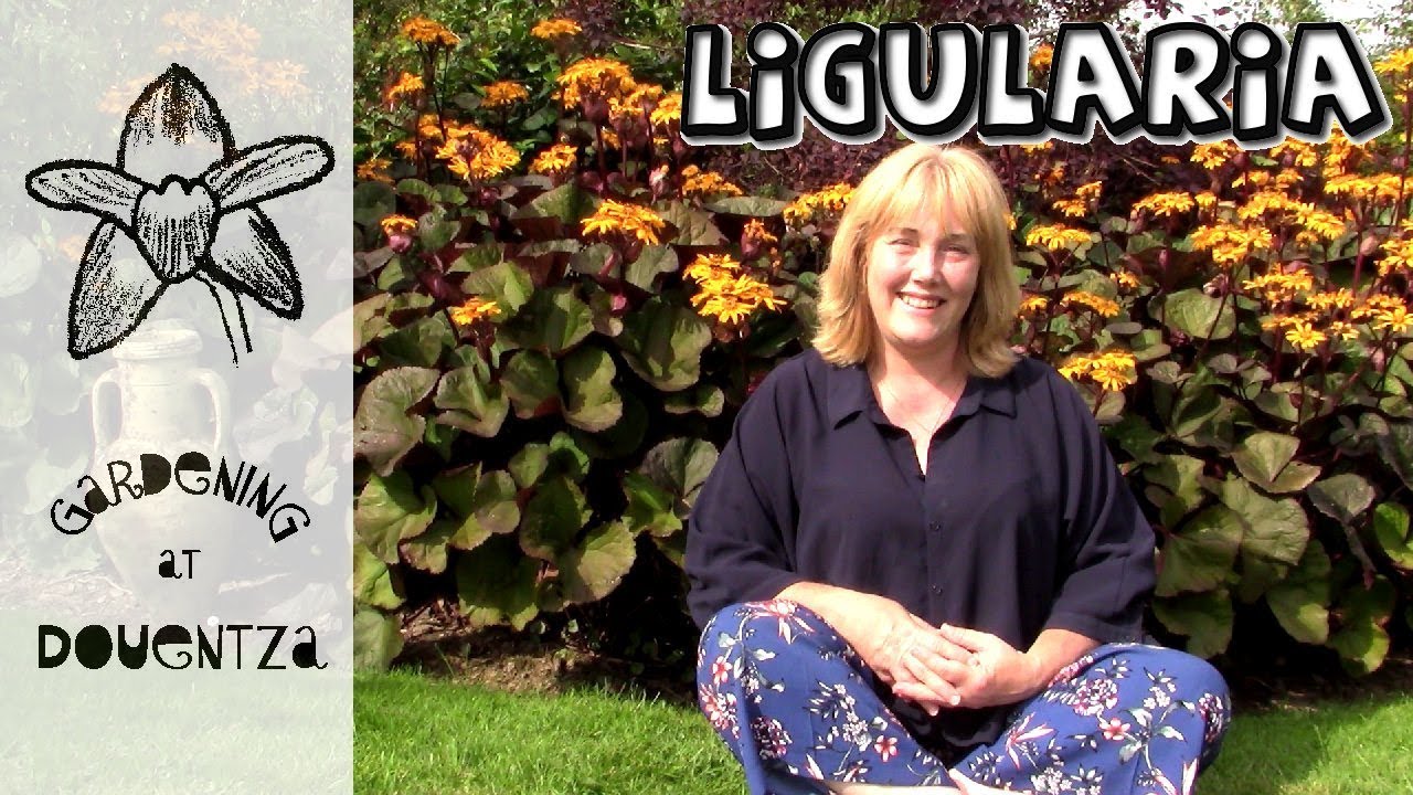 Ligularia Care, How to Grow Leopard Plant : 9 of 30, my month of perennials