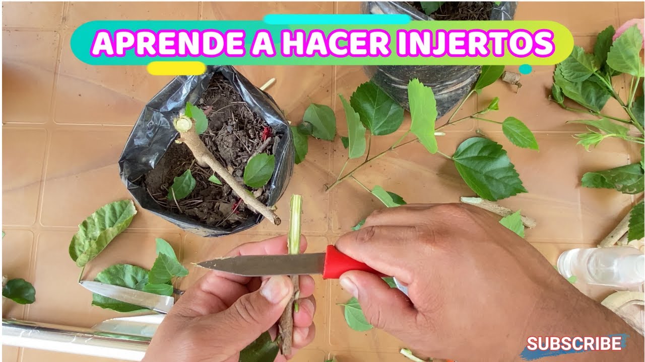 APRENDE A INJERTAR CUALQUIER TIPO DE PLANTA, COMO INJERTAR PLANTAS FRUTALES Y ORNAMENTALES
