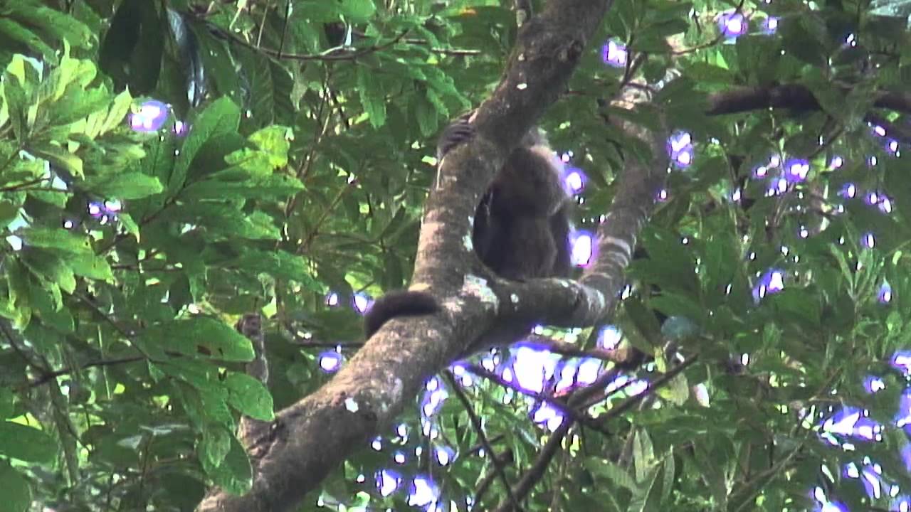 Monos Capuchinos - Monkeys Venezuela