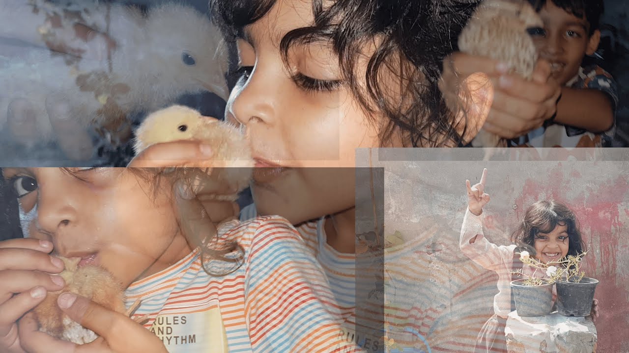 chicken ko feed kr waiya aaj