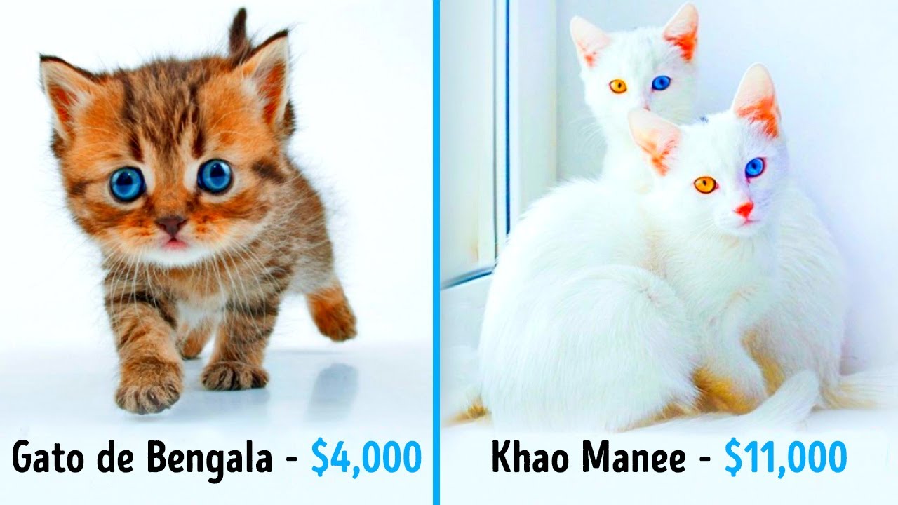 19 Gatos Fabulosos Que Cuestan Una Fortuna